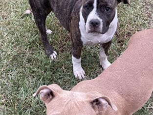 American Bully Puppies – ABKC Registered