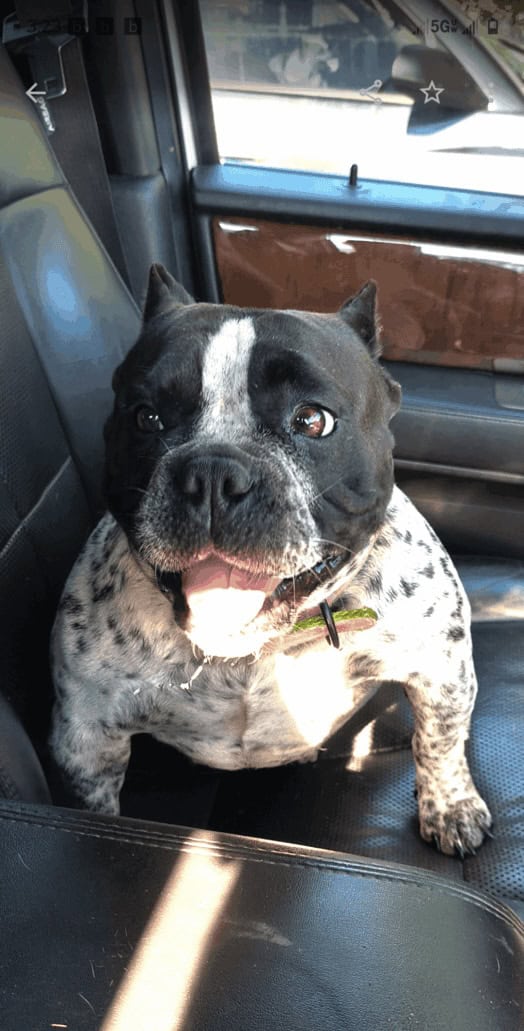 Exotic Bully 1 image 1