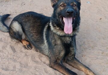 AKC German Shepherd (Import from Czech Republic)