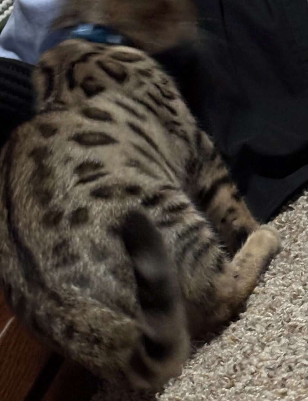 Beautiful Bengal Kittens image 11