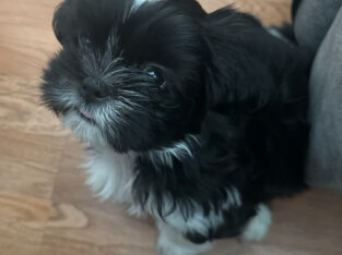 Shih Tzu, macho un mes y medio