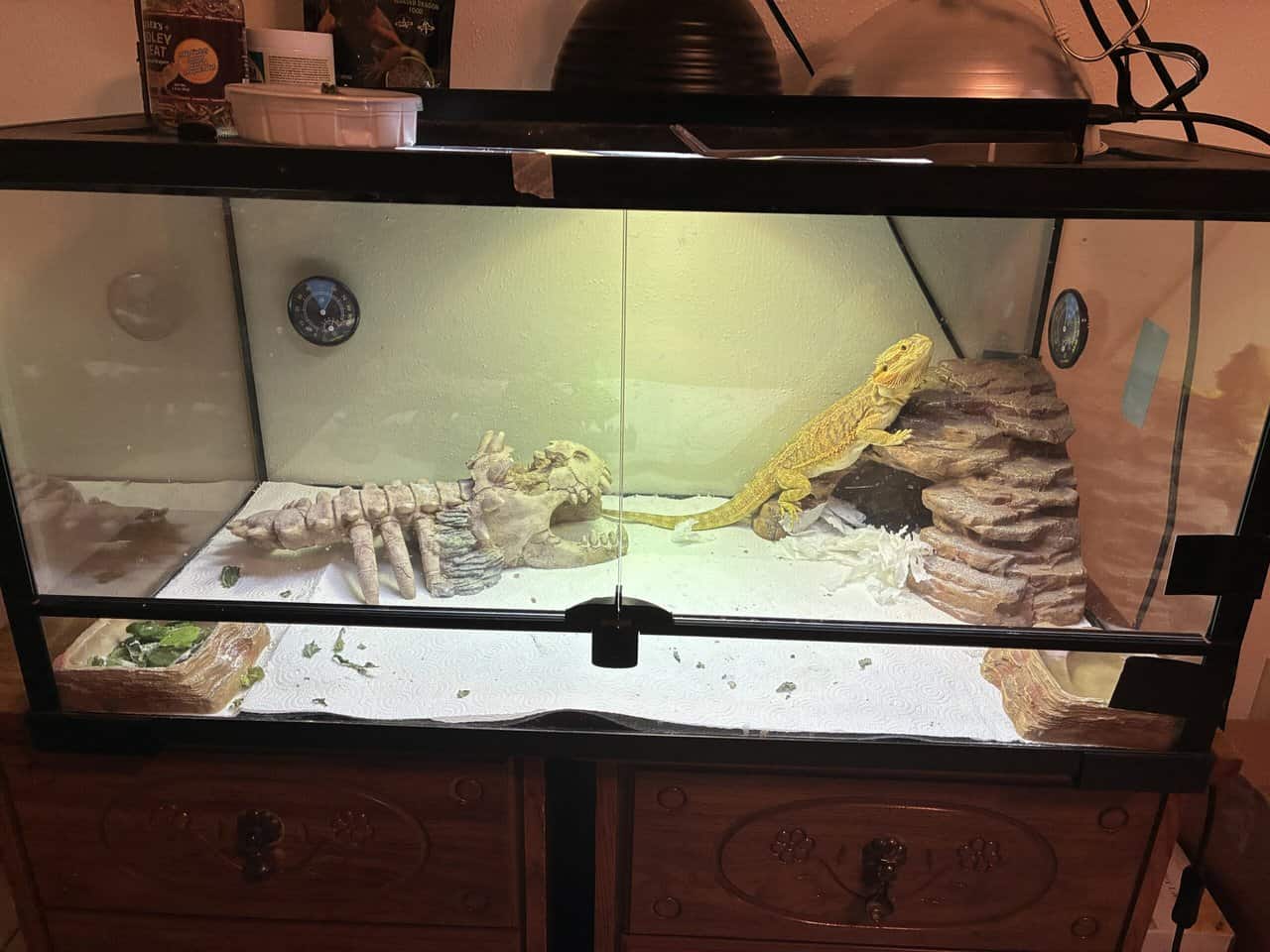 Bearded dragon needs a new home image 1