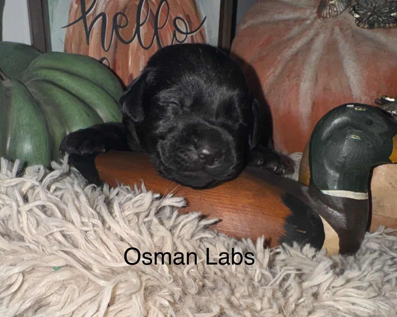Black lab puppies available November 13th image 12
