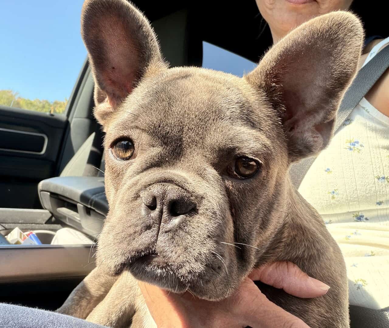 16 Week Old PROFESSIONALLY TRAINED French Bulldog image 8