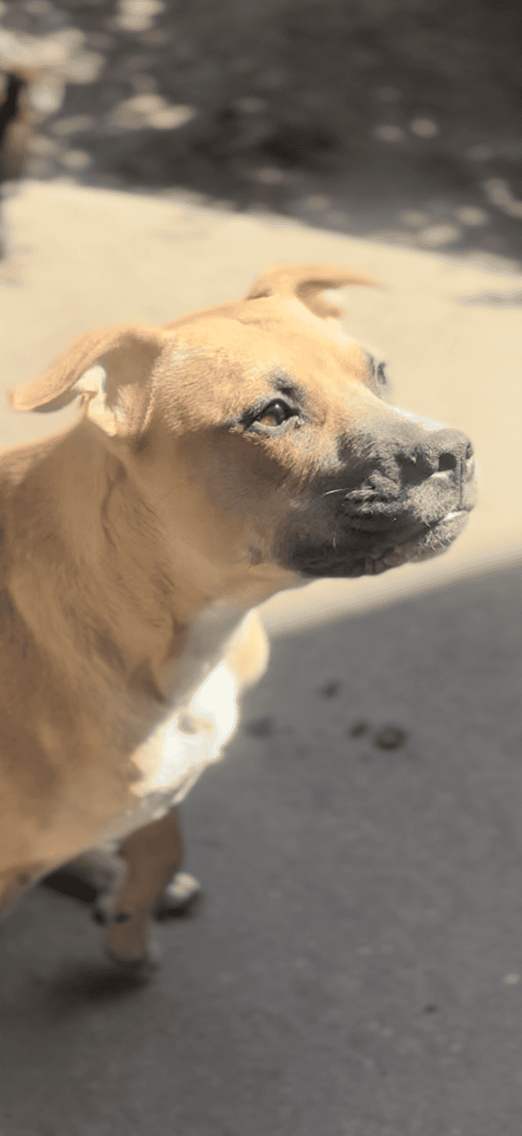 Puppies ready for new home ( black mouth cur/ pit image 9