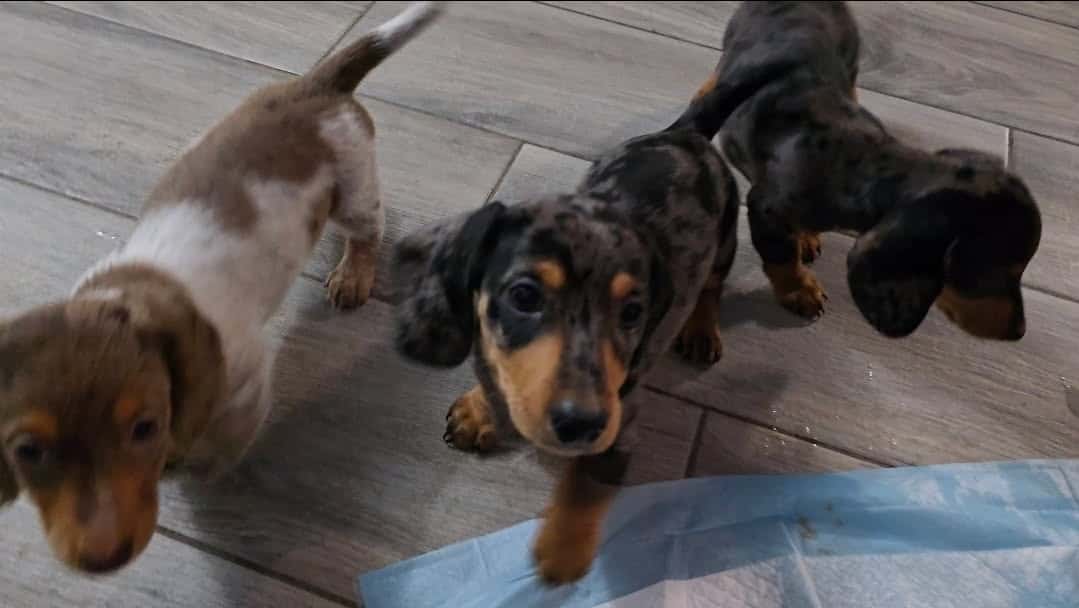 Mini dachshund for sale image 6