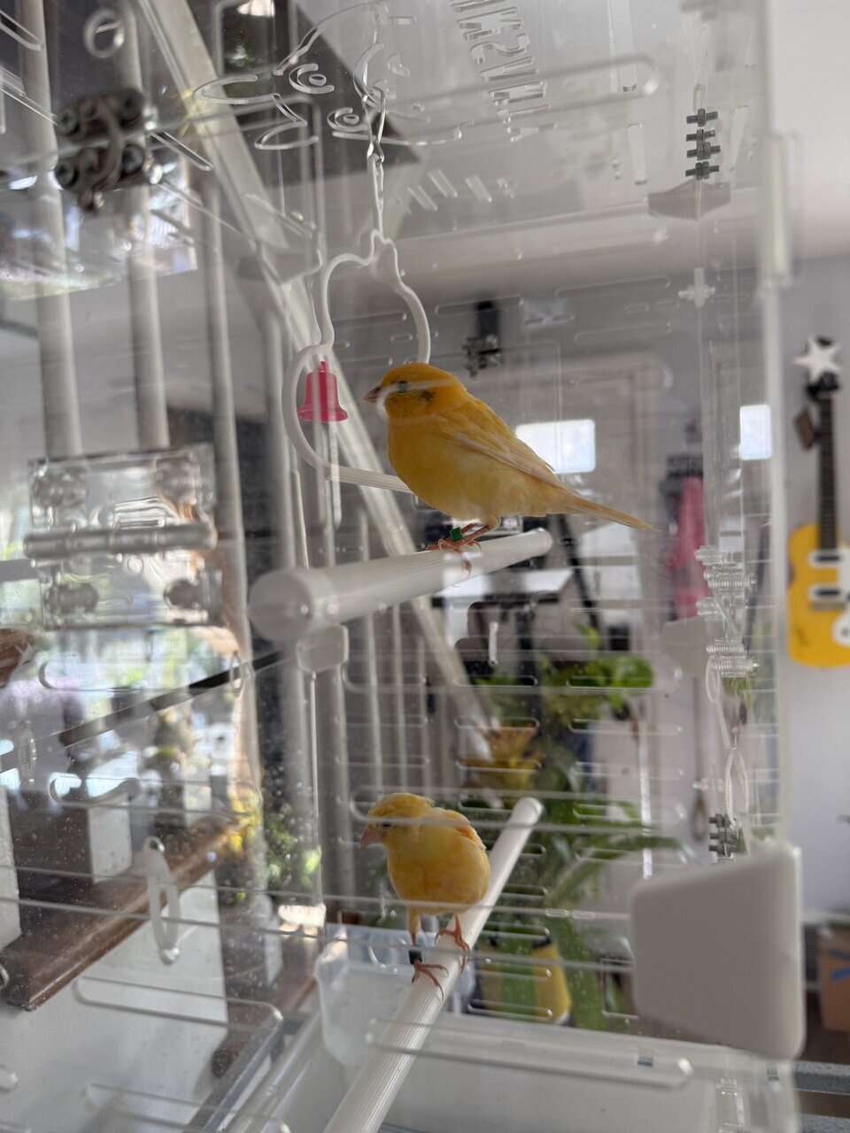 Canary pair image 1