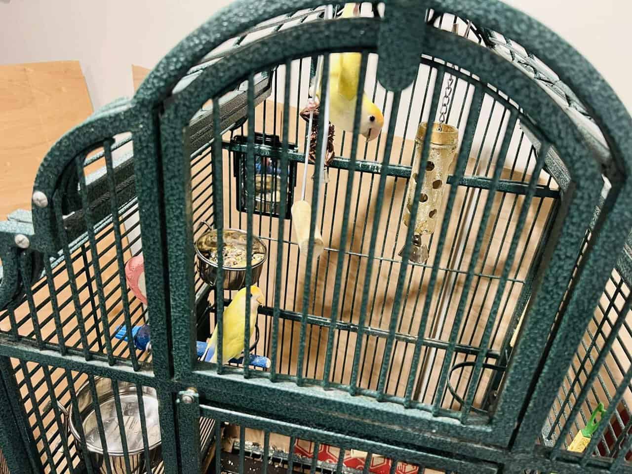 Parakeets & Lovebirds – Myrtle Beach image 5