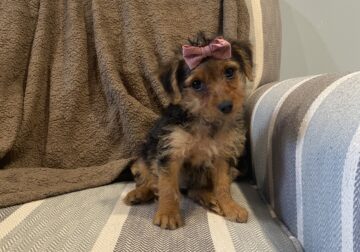 Meet Mabel and her siblings