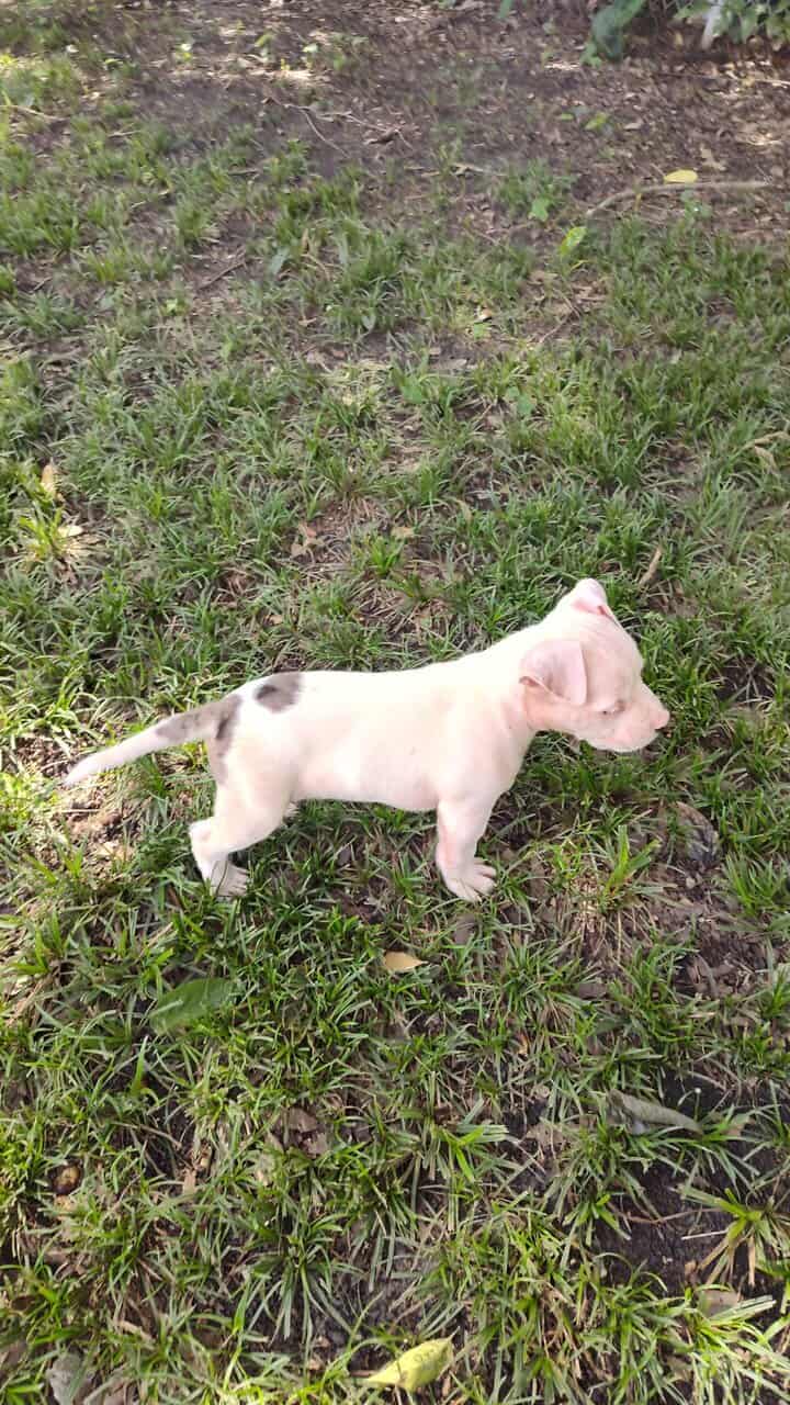 Exotic Pitbull/American Bully image 5