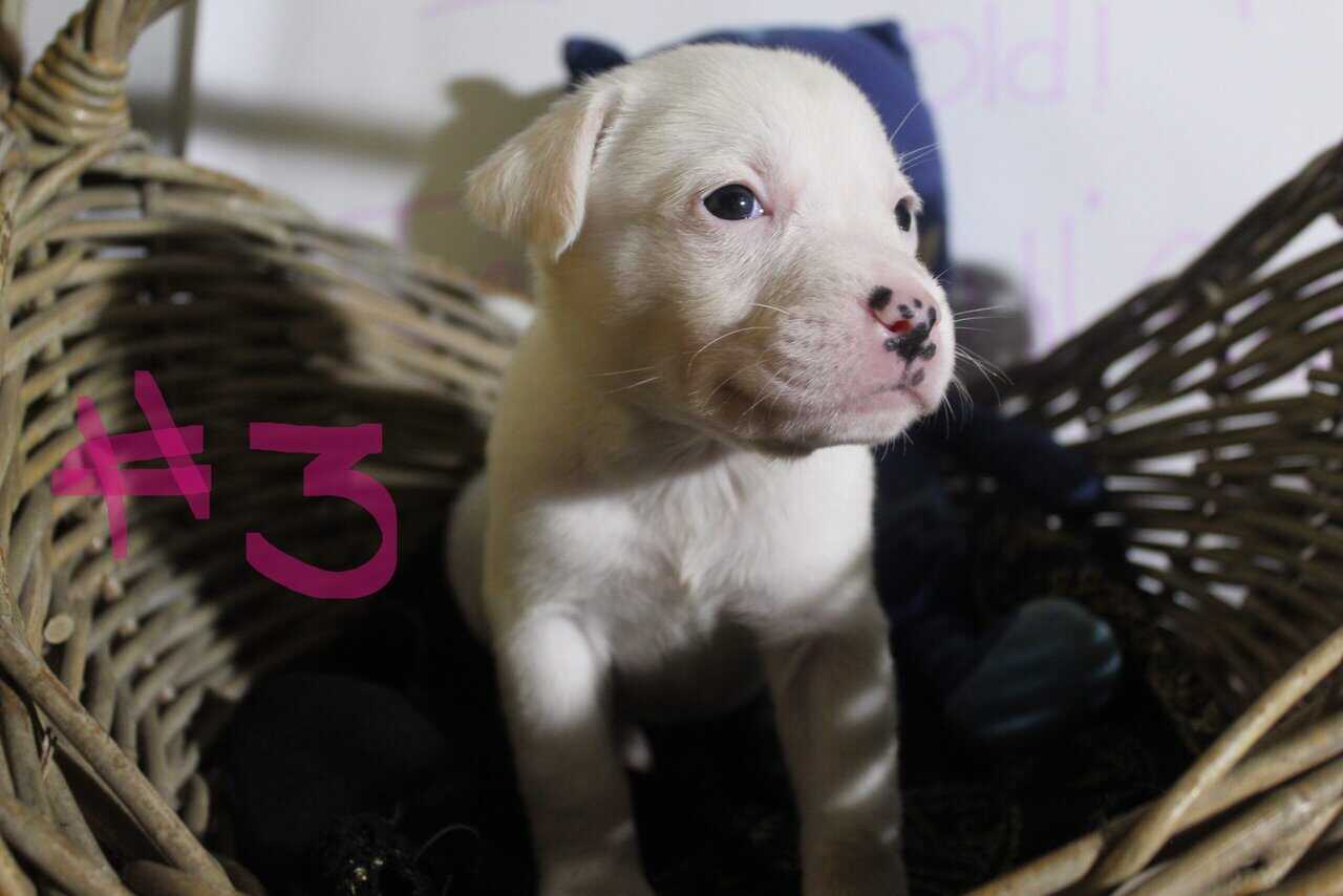 Lab & Pit mix Ready for their fur ever Homes Nov18 image 13