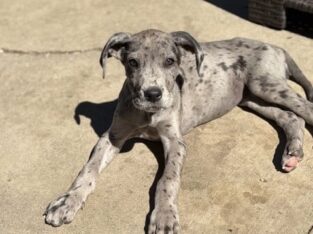Pure Bred Great Dane Puppies
