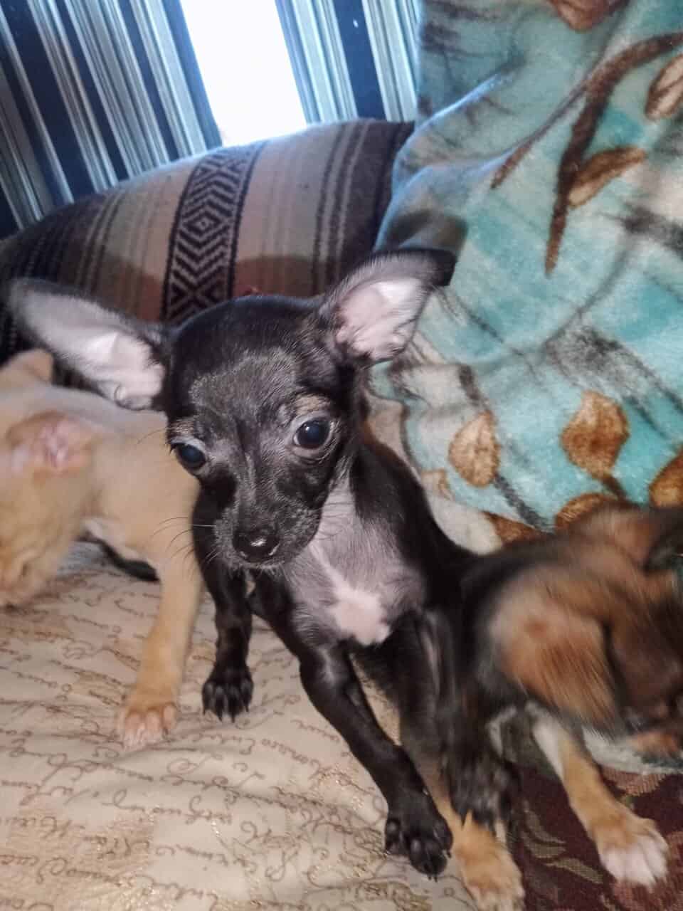 Chihuahua puppies image 4