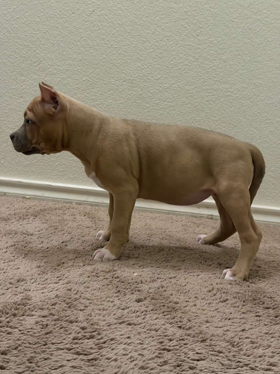 10weeks old image 4