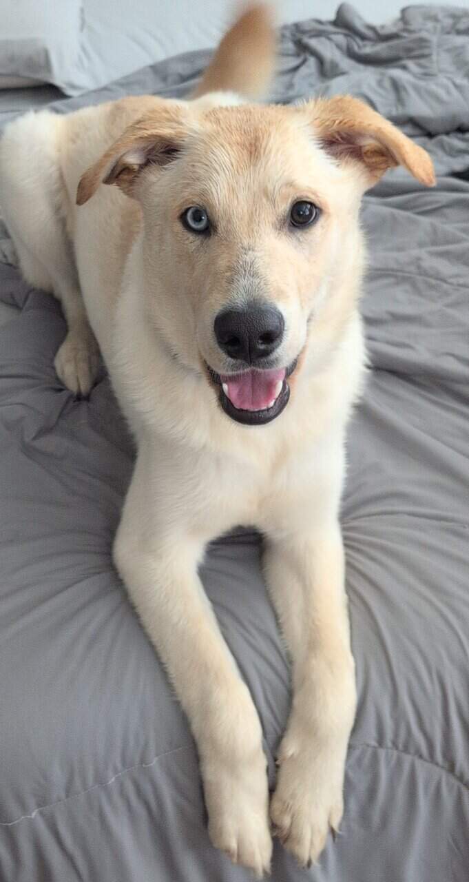 Dogs for Adoption image 3