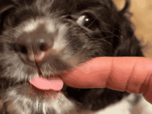 Male Cocker Spaniel- Cow