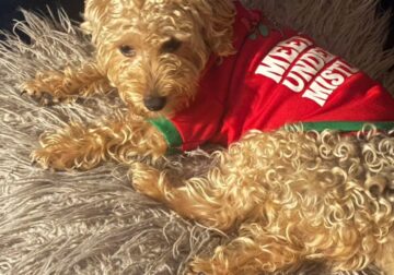 Yorkie poodle for sale 🚨🚨🚨🚨🚨🚨