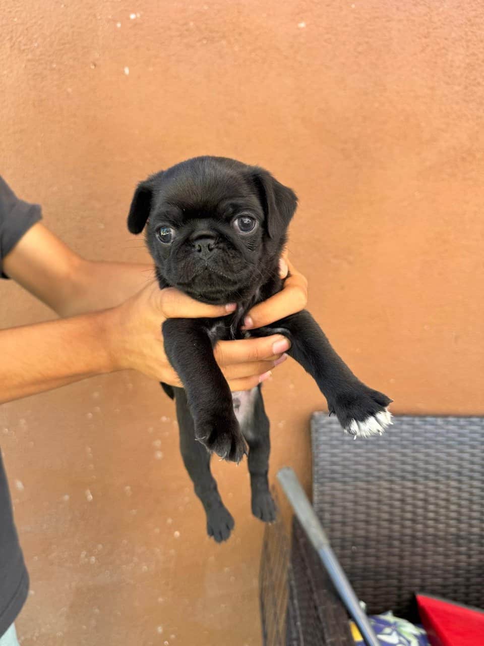 4 pug puppies image 2