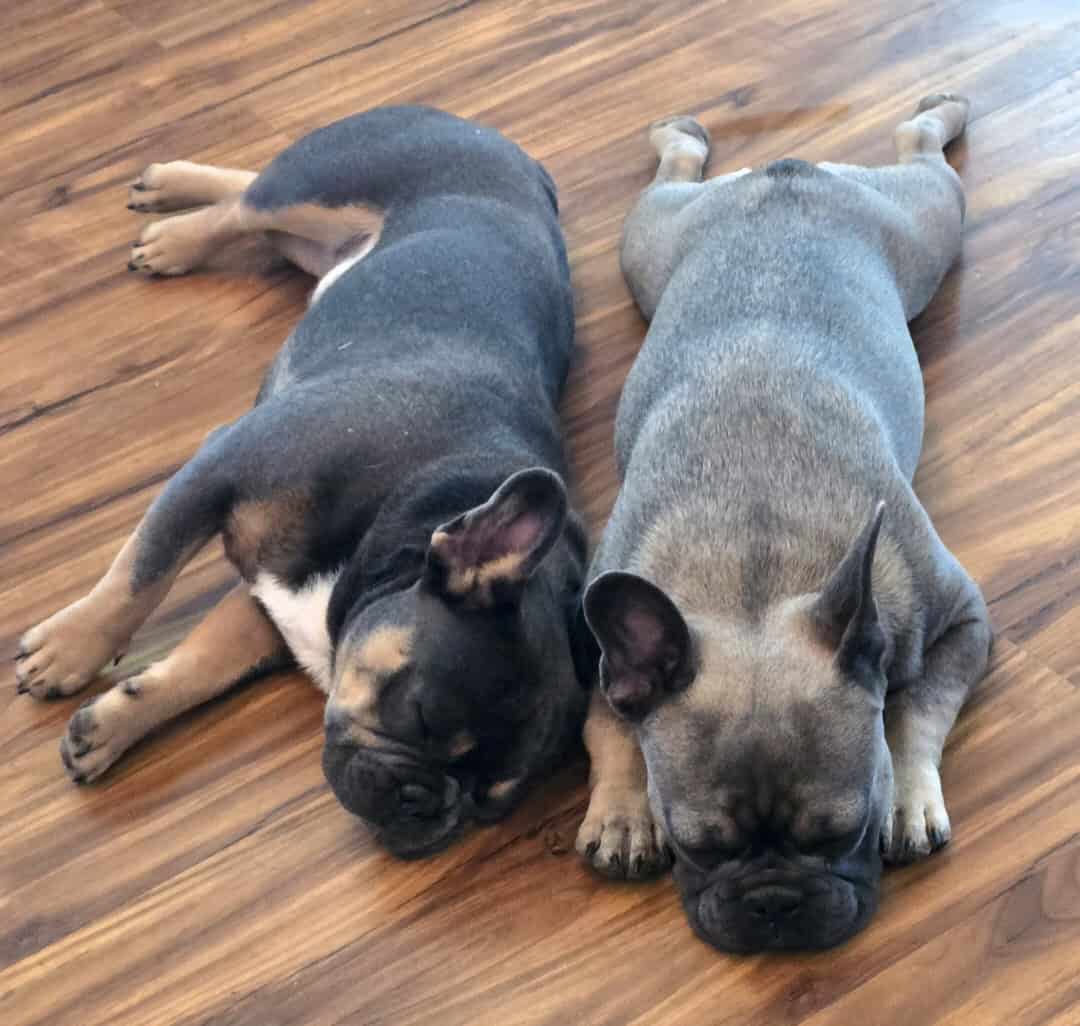 Two Male French Bulldogs image 2