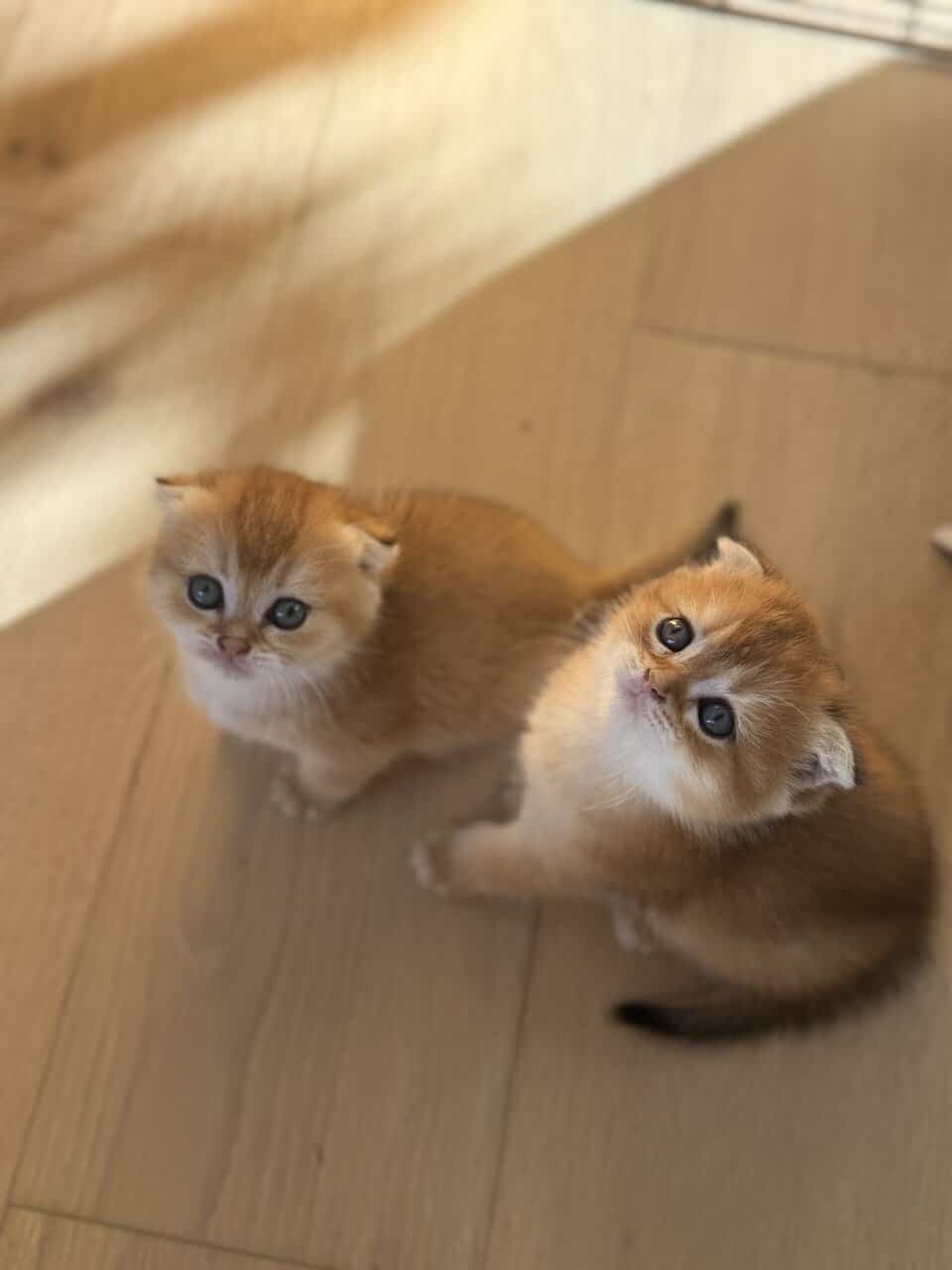 Scottish fold image 4
