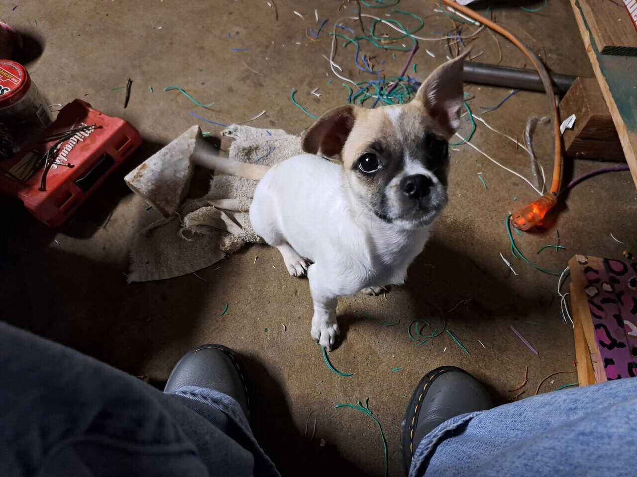 Puggle Mix Looking For His 4-Ever Home image 2