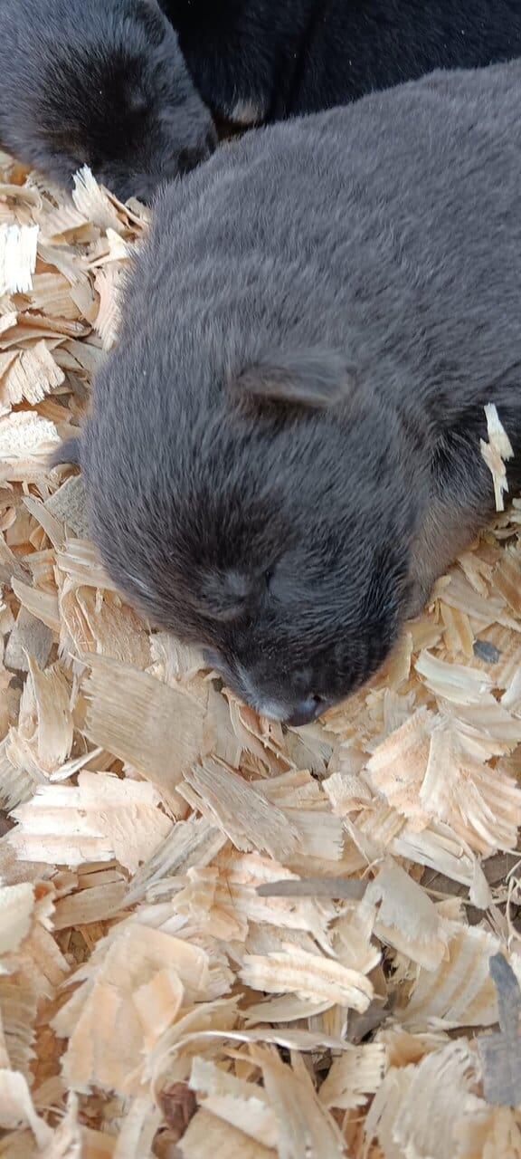 German Shepherd puppies image 3