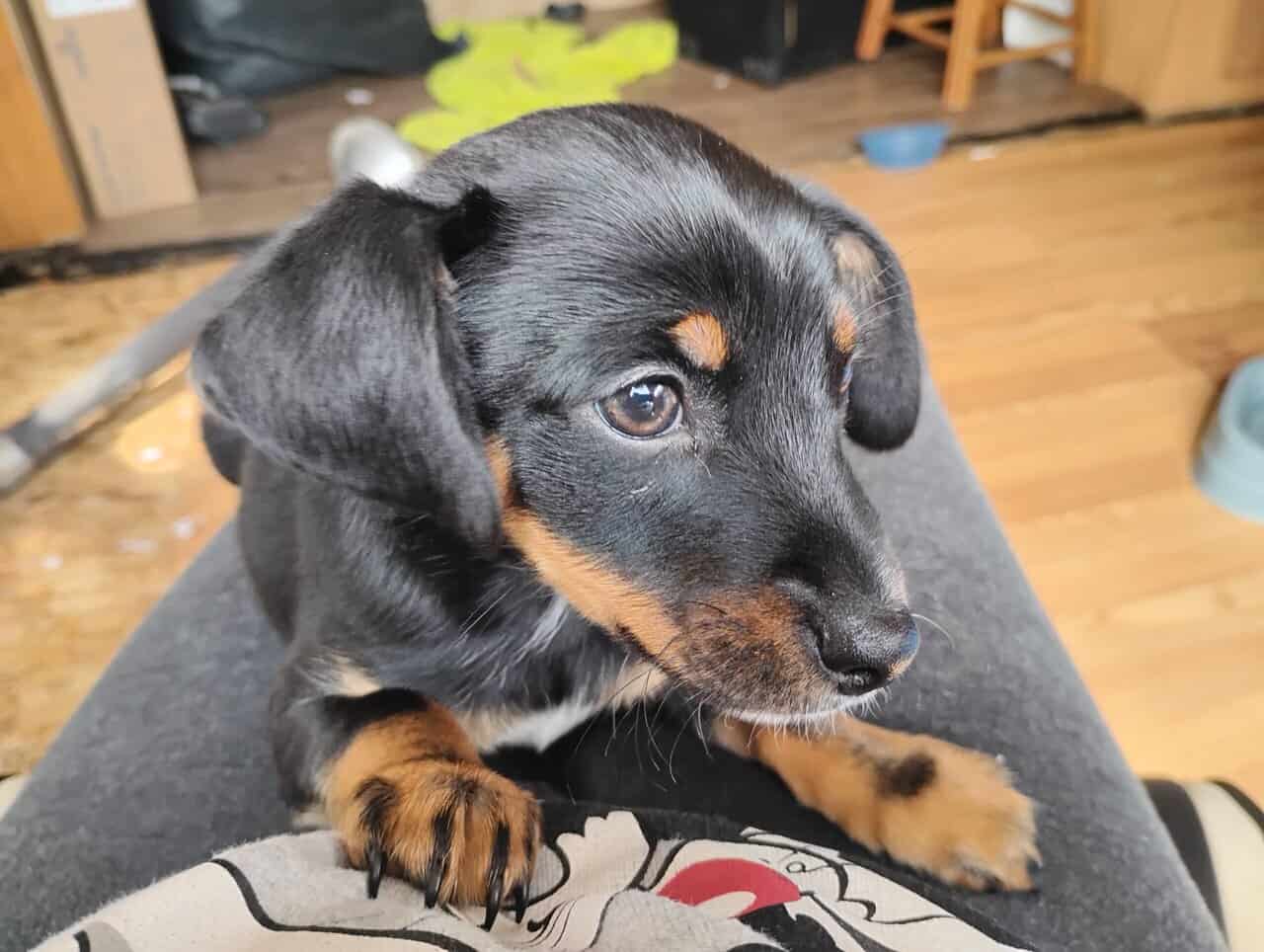 Lil 11 week old boy black and tan chiweenie image 6