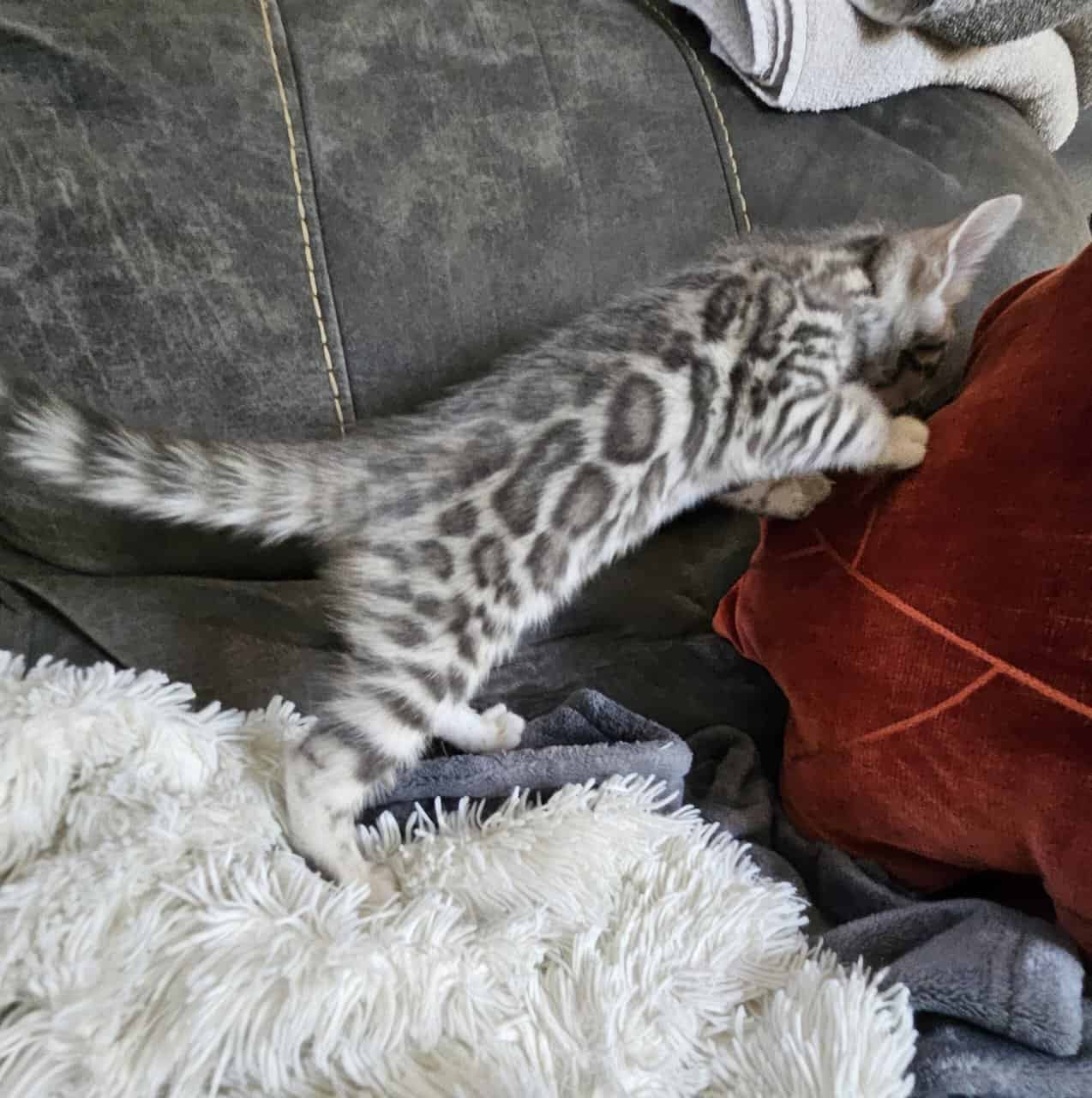 BENGAL KITTENS image 2