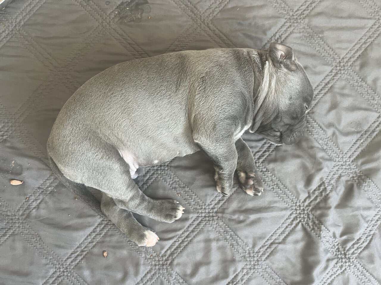 Pittie puppies for sale image 1
