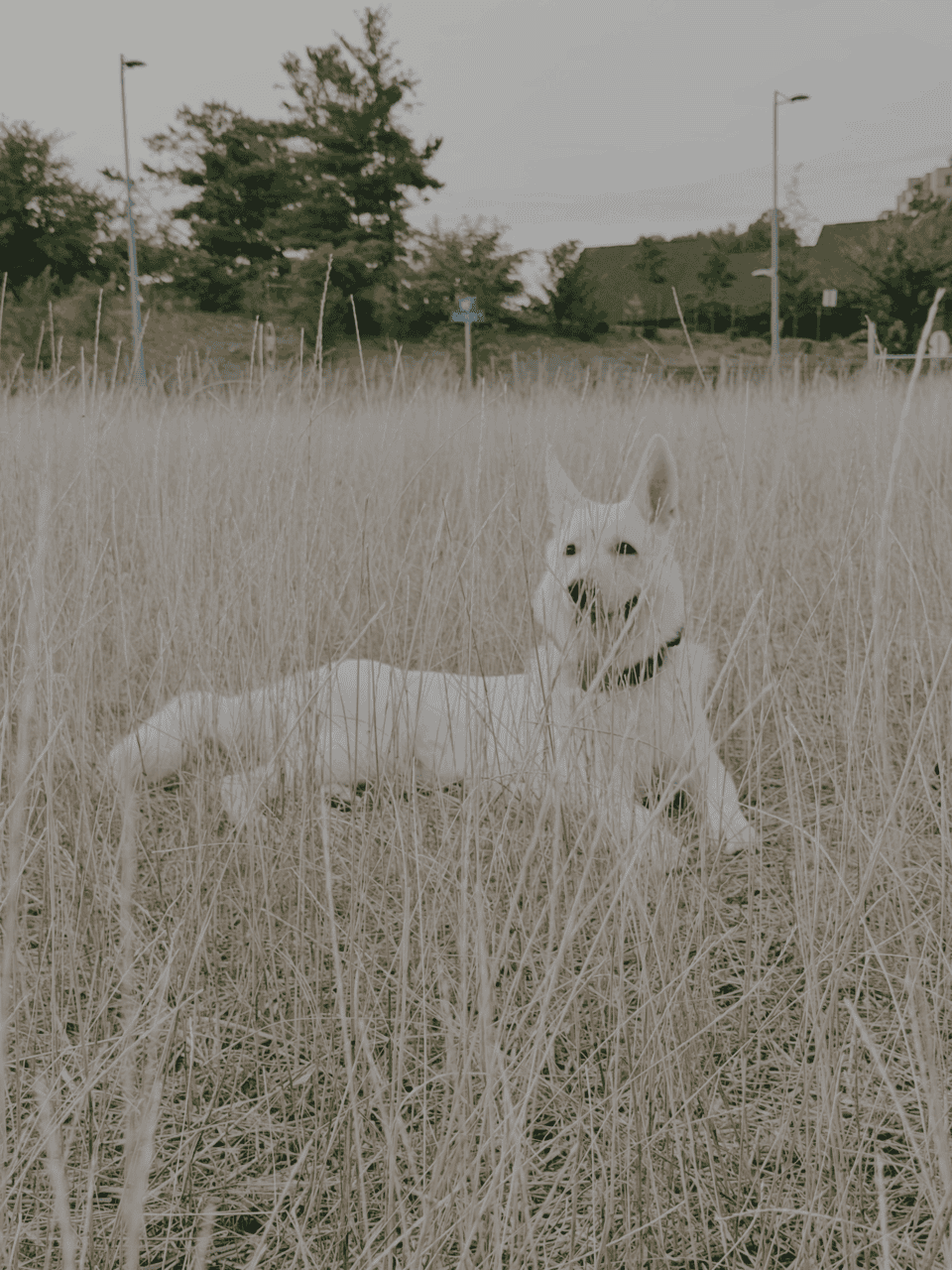 White Swiss Shepherd image 1