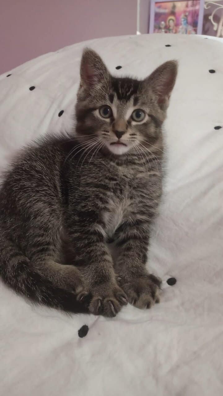 Adorable Kitten for rehoming image 4
