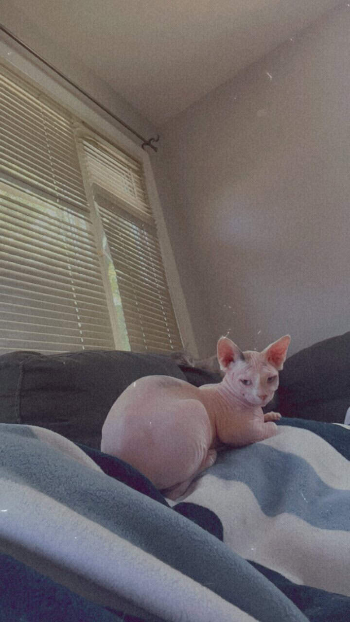 Sphynx Cat image 7