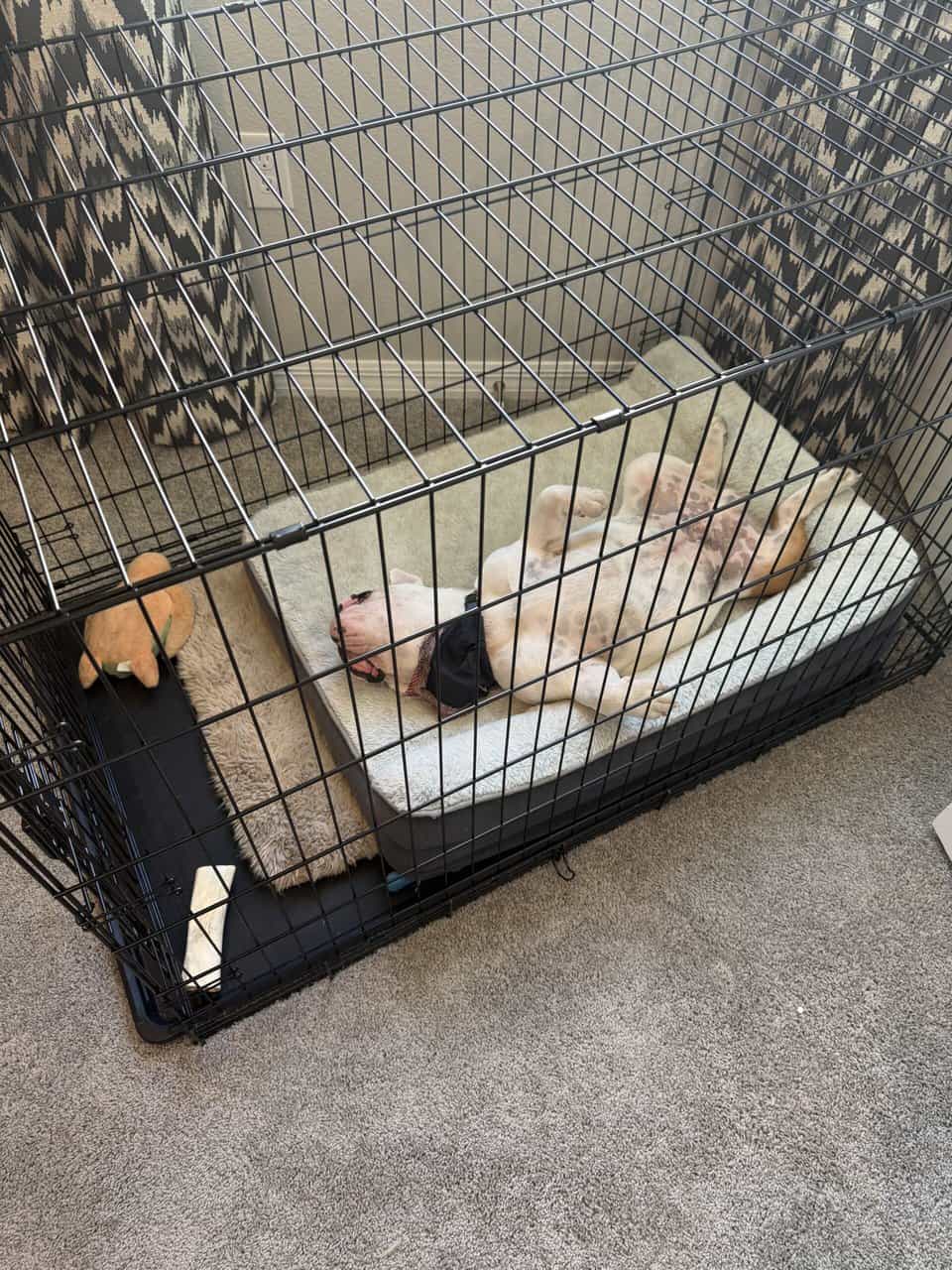 English Bulldog - Hiccup 10mths old image 3