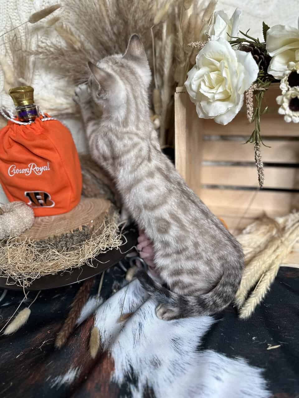 TICA Registered Bengals image 2