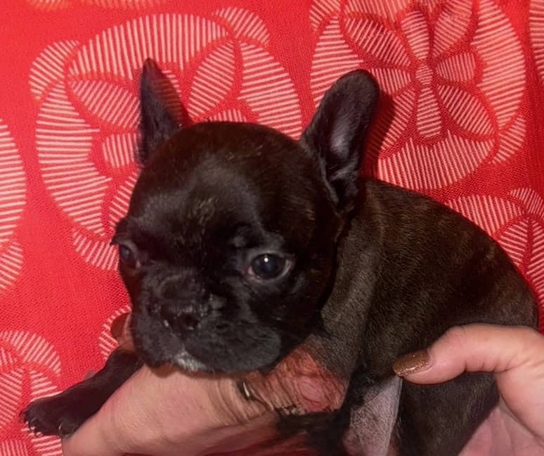 French bulldog puppies akc image 8