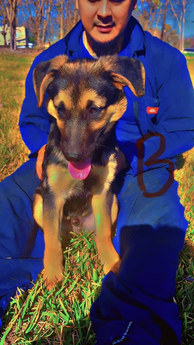 German Shepherd Puppies 4 sale SOON image 8