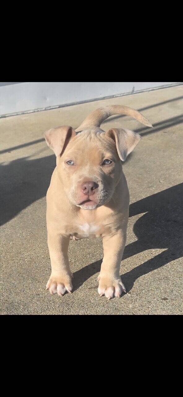 American bully couple months old image 5
