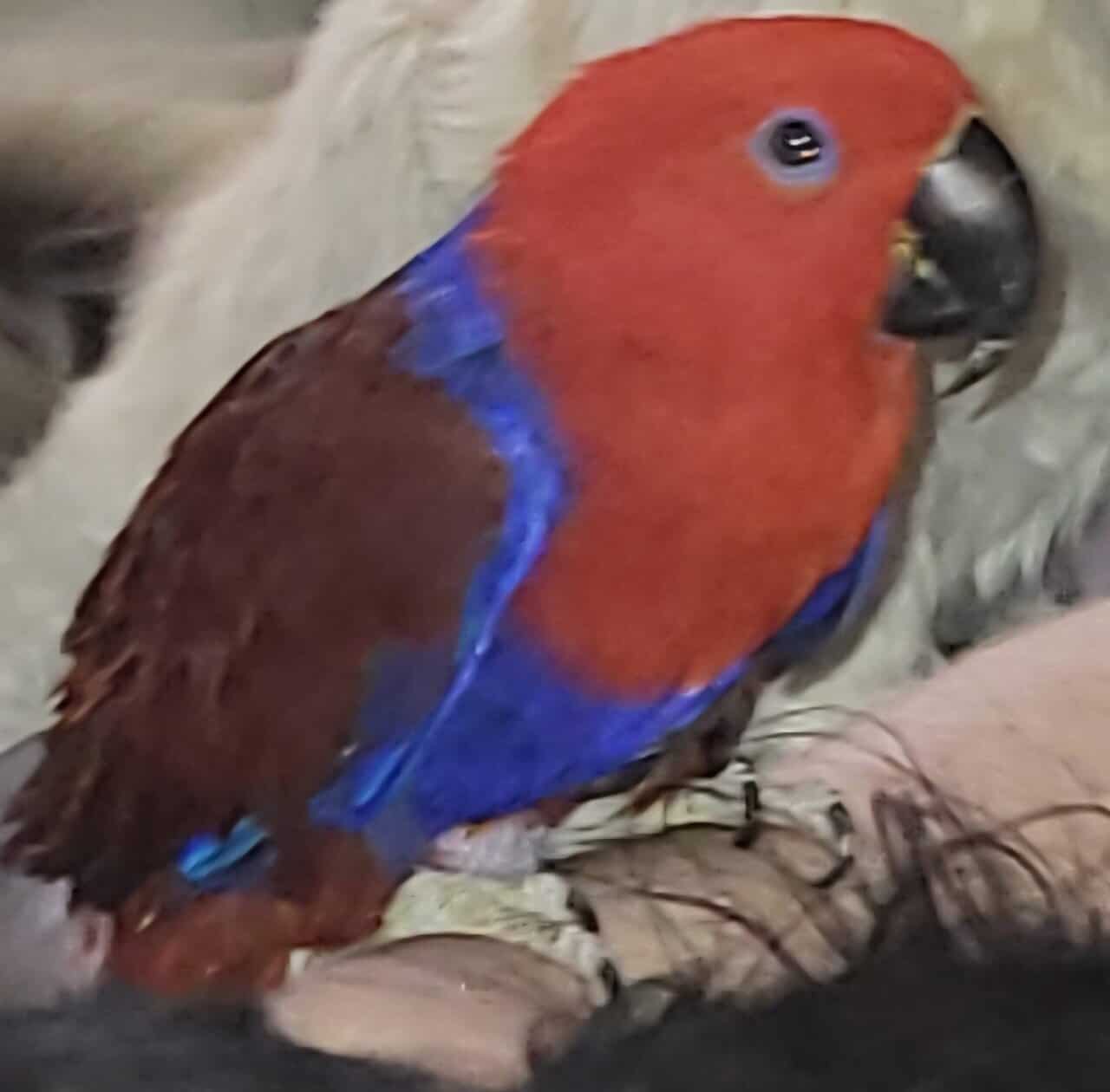 Galah Cockatoo " Rosie" image 3