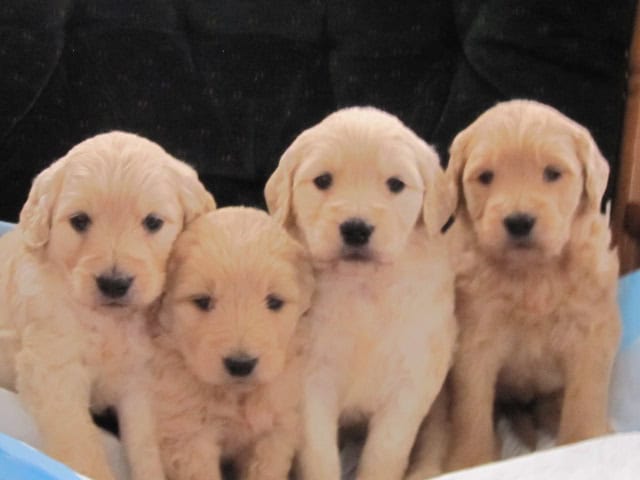 Goldendoodles image 1