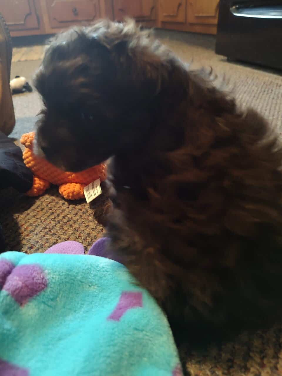 Pomapoo puppies image 3