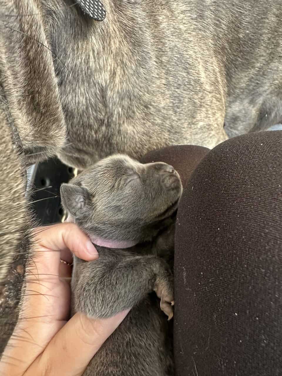 Cane Corso Mix image 14