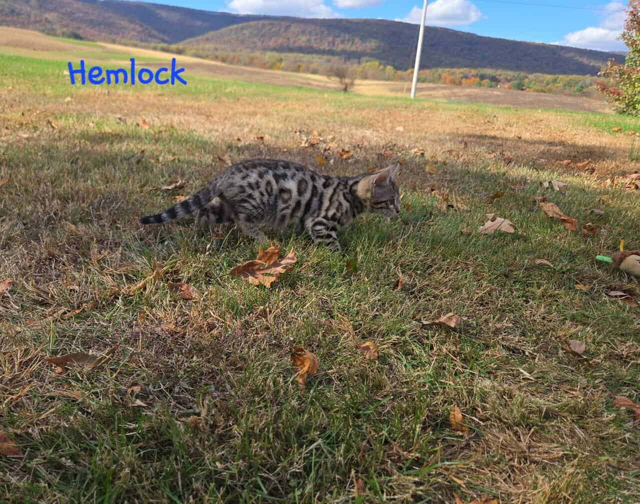 Hemlock image 7
