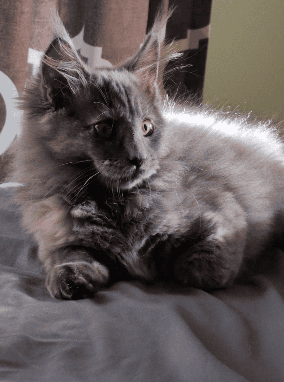 Blue cream Maine coon image 2