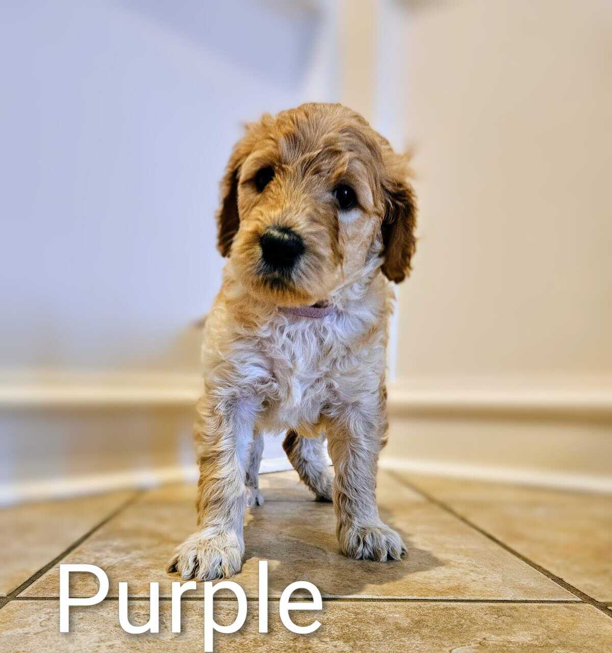 Goldendoodle Puppies image 3