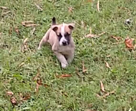 Pitbull/Husky Puppies image 1