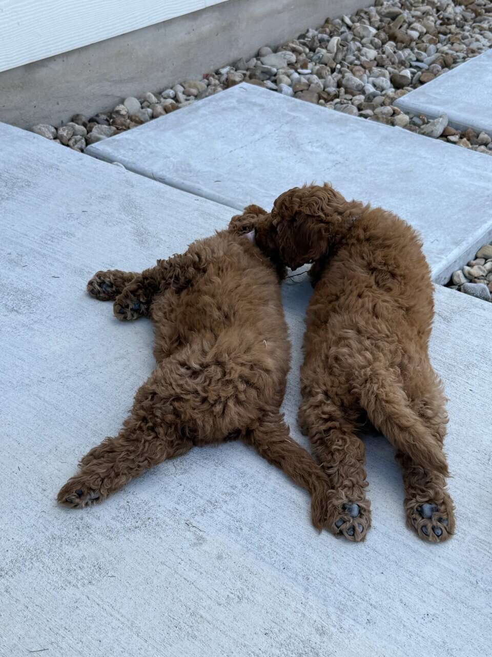 Mini Goldendoodle puppies image 2
