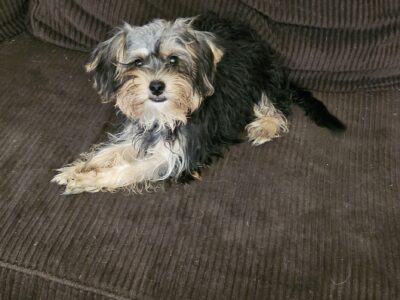 Shorkie AKA Yorkie/Bichon Frise/Shih Tzu