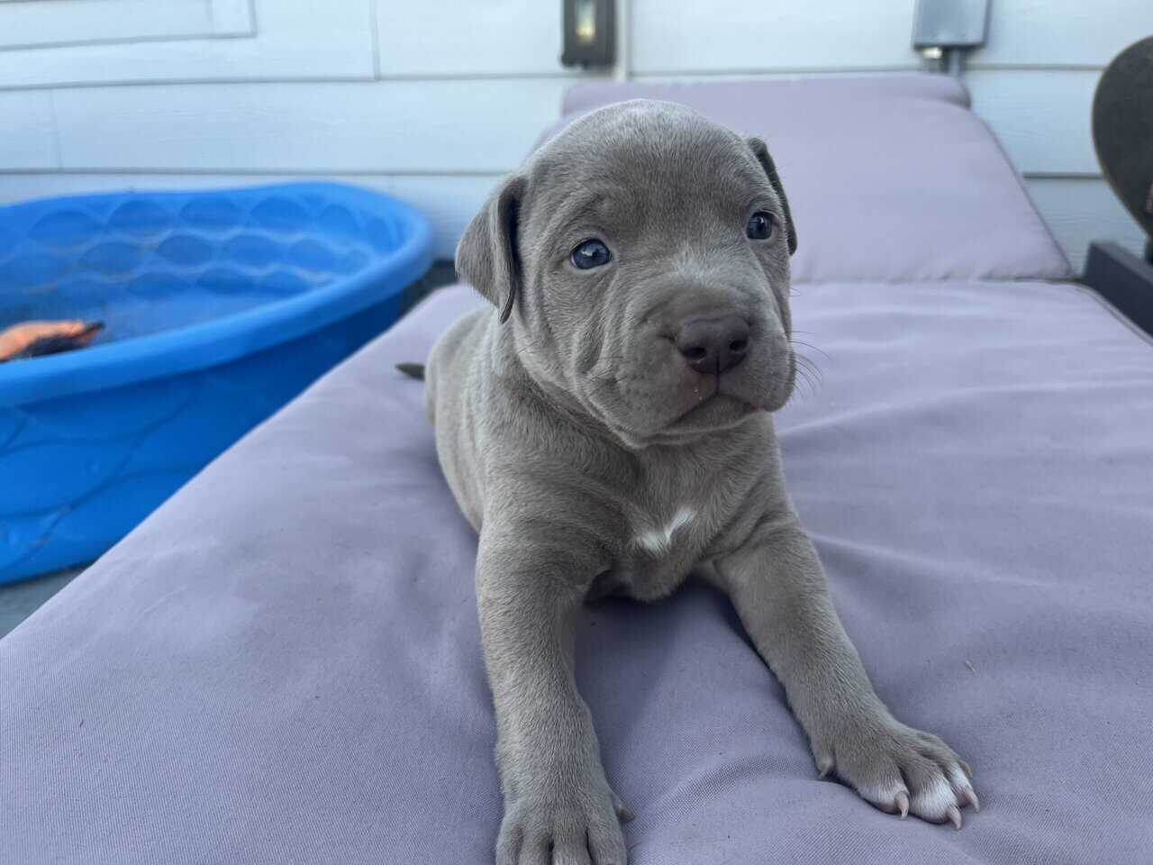 Pittie puppies for sale image 3
