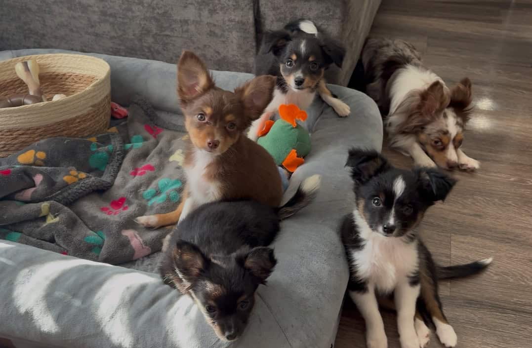 Toy Aussie Chihuahua puppies image 5
