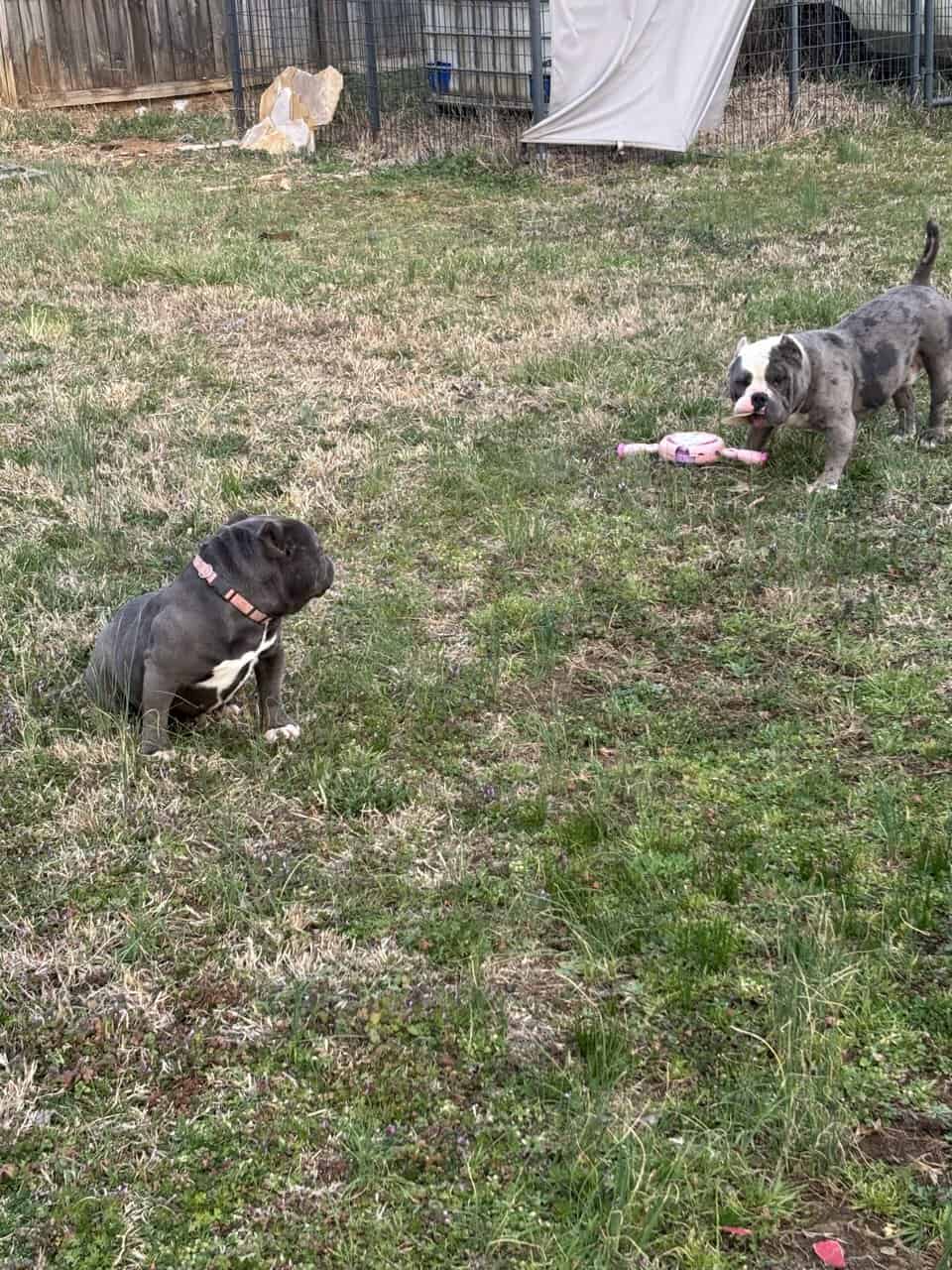 American Bullys image 6